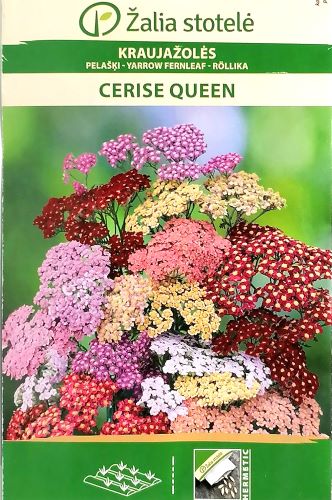 Achillea Cerise Queen Mix Seed